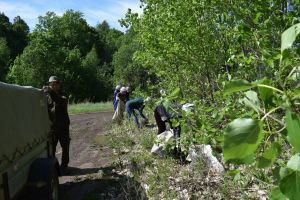 Аксубаевские леса ждет уборка